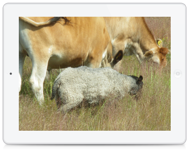 Maike Temme, Tierkommunikatorin