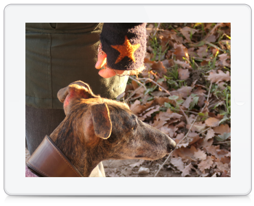 Tellington TTouch, Tellington Methode